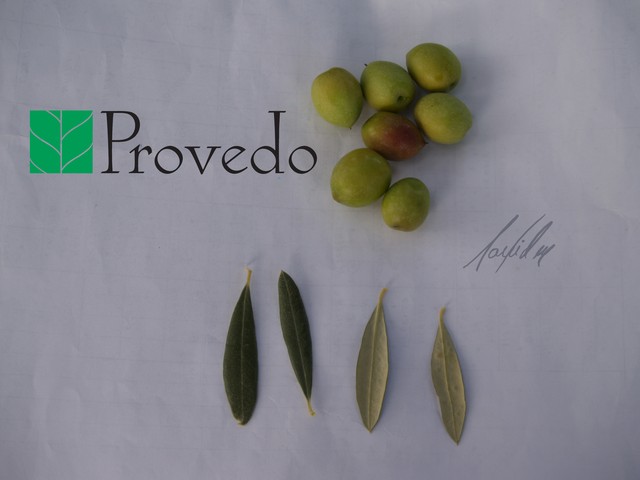 Variedad de olivo MANZANILLA  DEL  PIQUITO